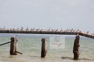birds on a pipe lineIMG_8333