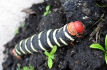 Caterpillar Crawling