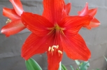 Red Lilly