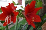 Lilly in Bloom