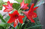Lilly Power