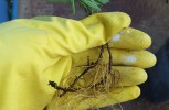 Rosemary Plant