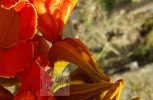 Orange Flower