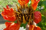 Orange Flower blooming