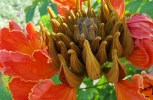 Orange Flower