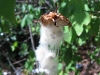 Cotton or giant cobweb