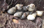 See Shells