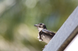 IMG_0747-scaled