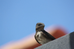 IMG_0763-scaled
