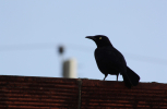 IMG_6225-scaled