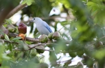 Blue Bird Eating Plum