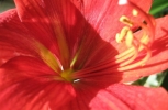 Red Lilly