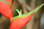 Heliconia