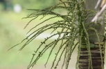 Palm nuts