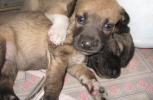 Puppies Hugging