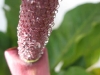 Stamen