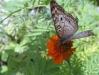Pretty Butterfly