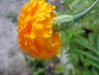 Stink Suzie Flower