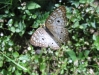 Butterfly Resting