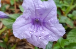 Flower of the Vervine Plant