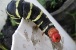 Caterpillar crawls