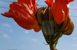 Under the Orange Flower