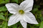 Wild flower in the back yard