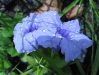 Purple Wild Flower