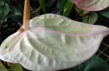 White Anthurim Flower