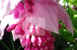Ornamental Pink Flower