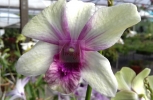 White Orchid saying good morning
