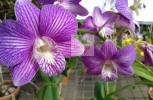 Stripe Purple Flower