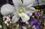 White Orchid