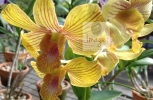 Yellow Orchids in bloom