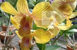 Yellow Orchids in bloom