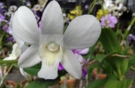 White Orchid