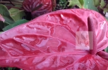Red Anthurium Flower