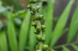 Palm Nuts