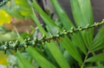 Palm Nuts