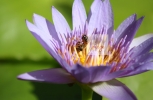 Bee resting in Water Lilly