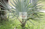 Palm Branches