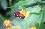 Butterfly Season
