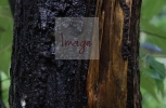 Burnt tree trunk