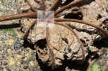 Dry  Bacano leaf