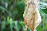 Dry leaf