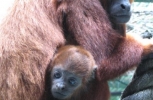Monkey and Baby