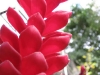 Red Flowers