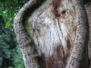 Tree Trunk