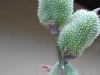 Ornamental Plant