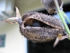 Natural seeds